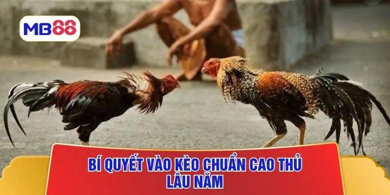Bí quyết vào kèo chuẩn cao thủ lâu năm